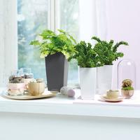 All Pots & Accessories – The Botanical Collection