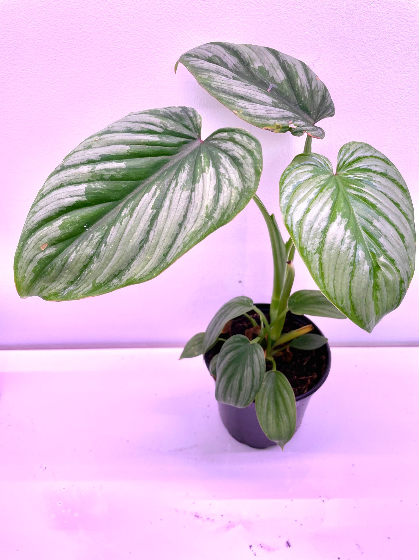 Philodendron Mamei