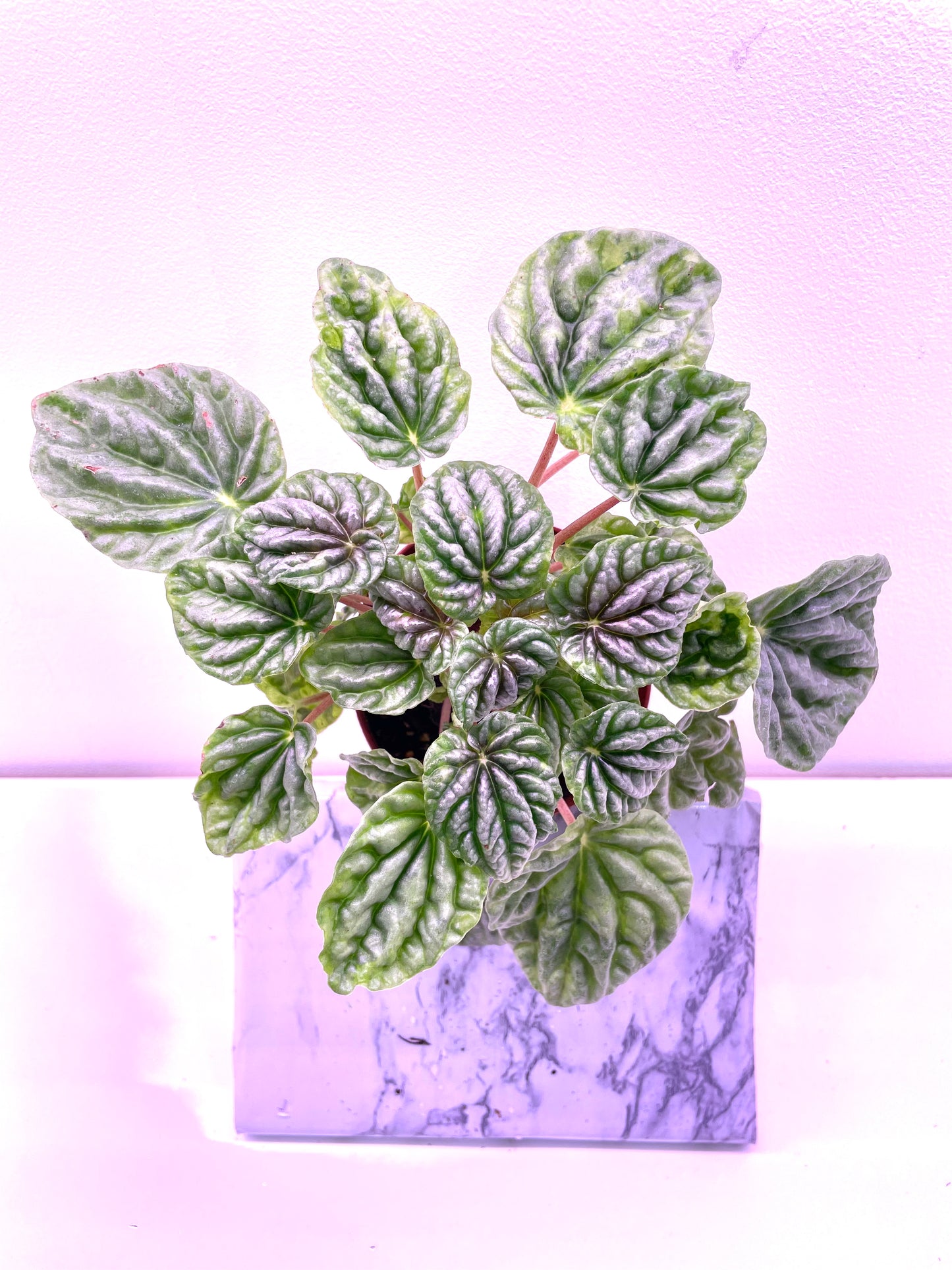 Peperomia Emerald Ripple