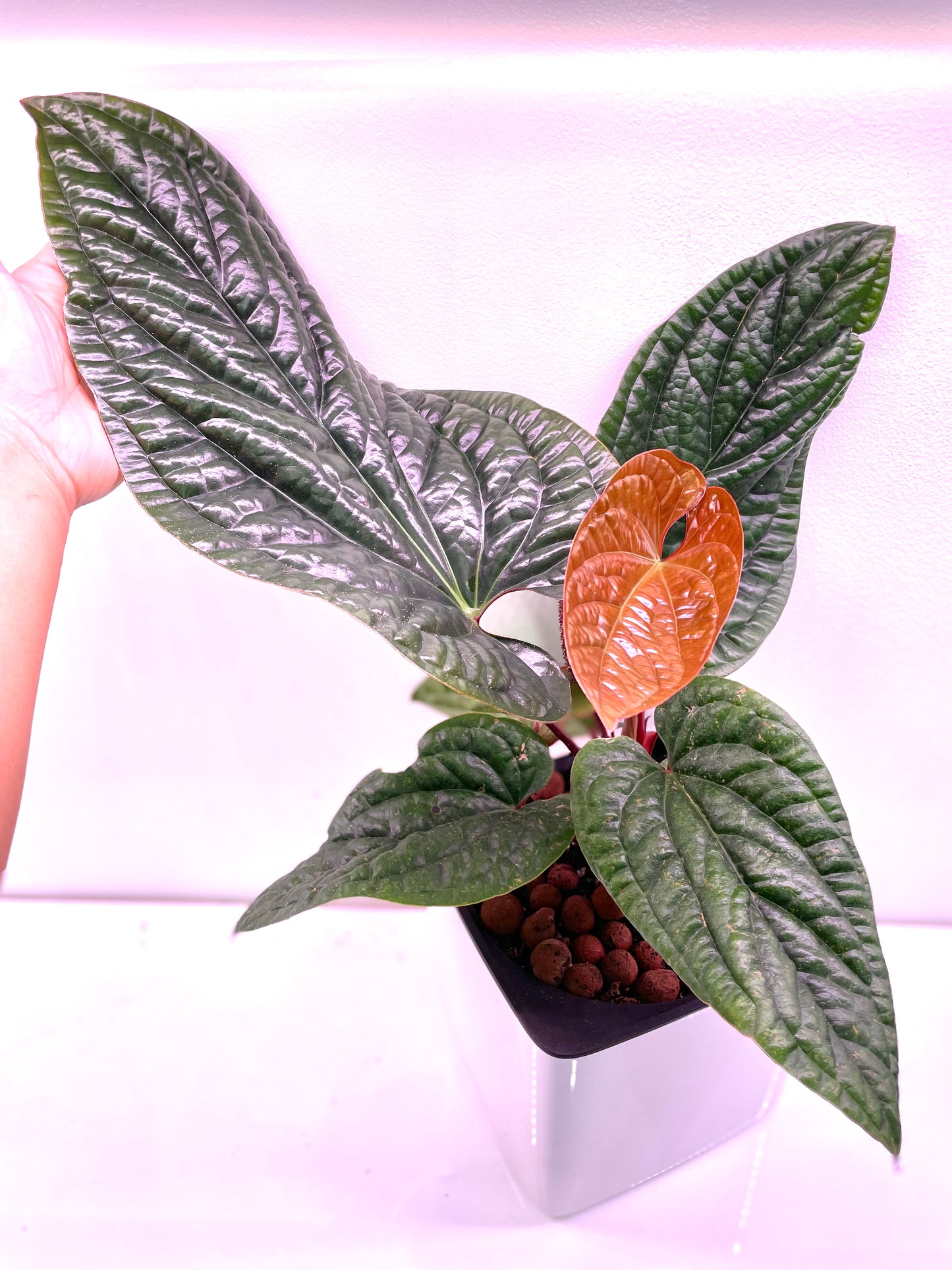 Anthurium luxurians x Radicans