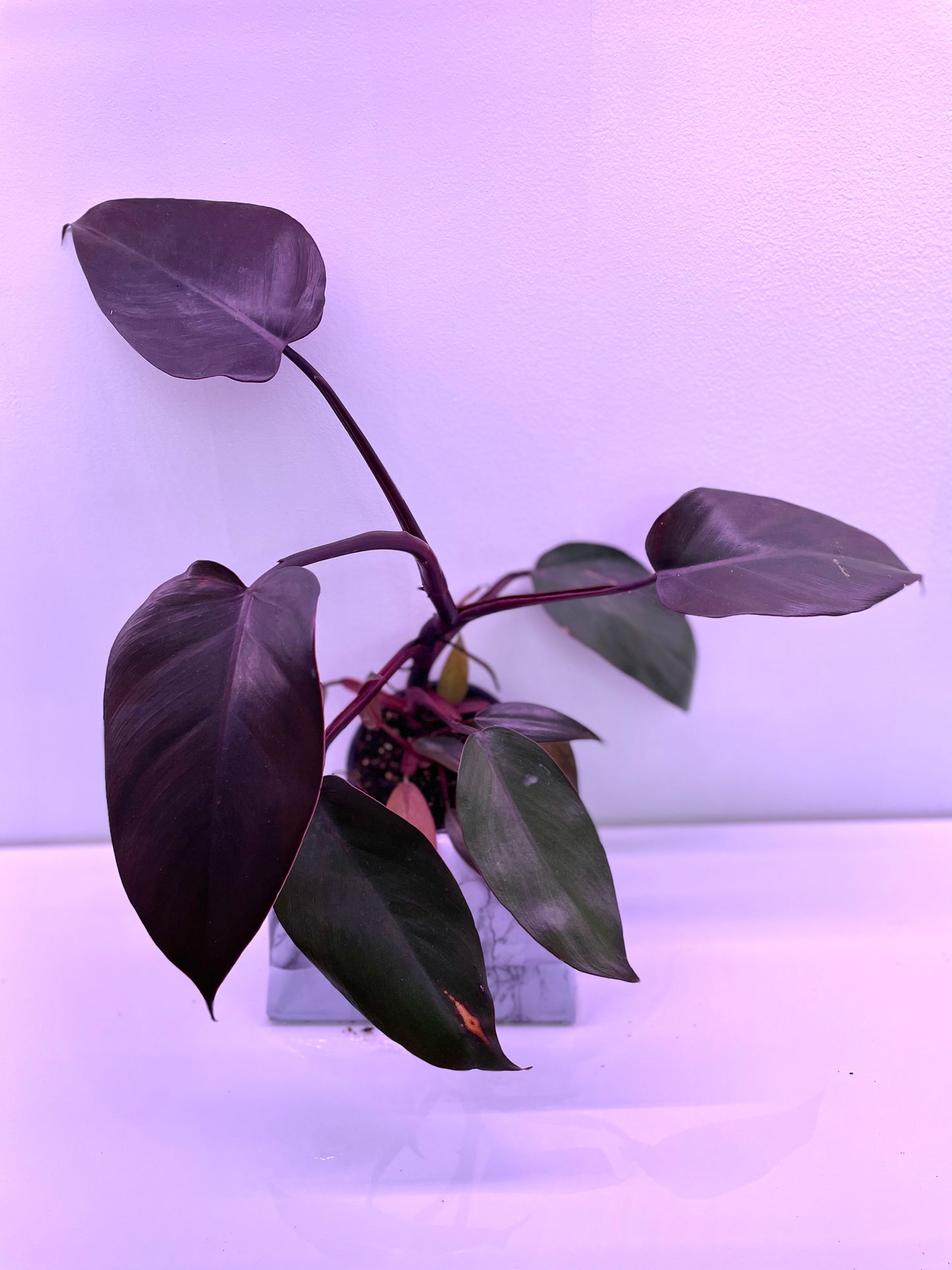 Philodendron Dark Lord