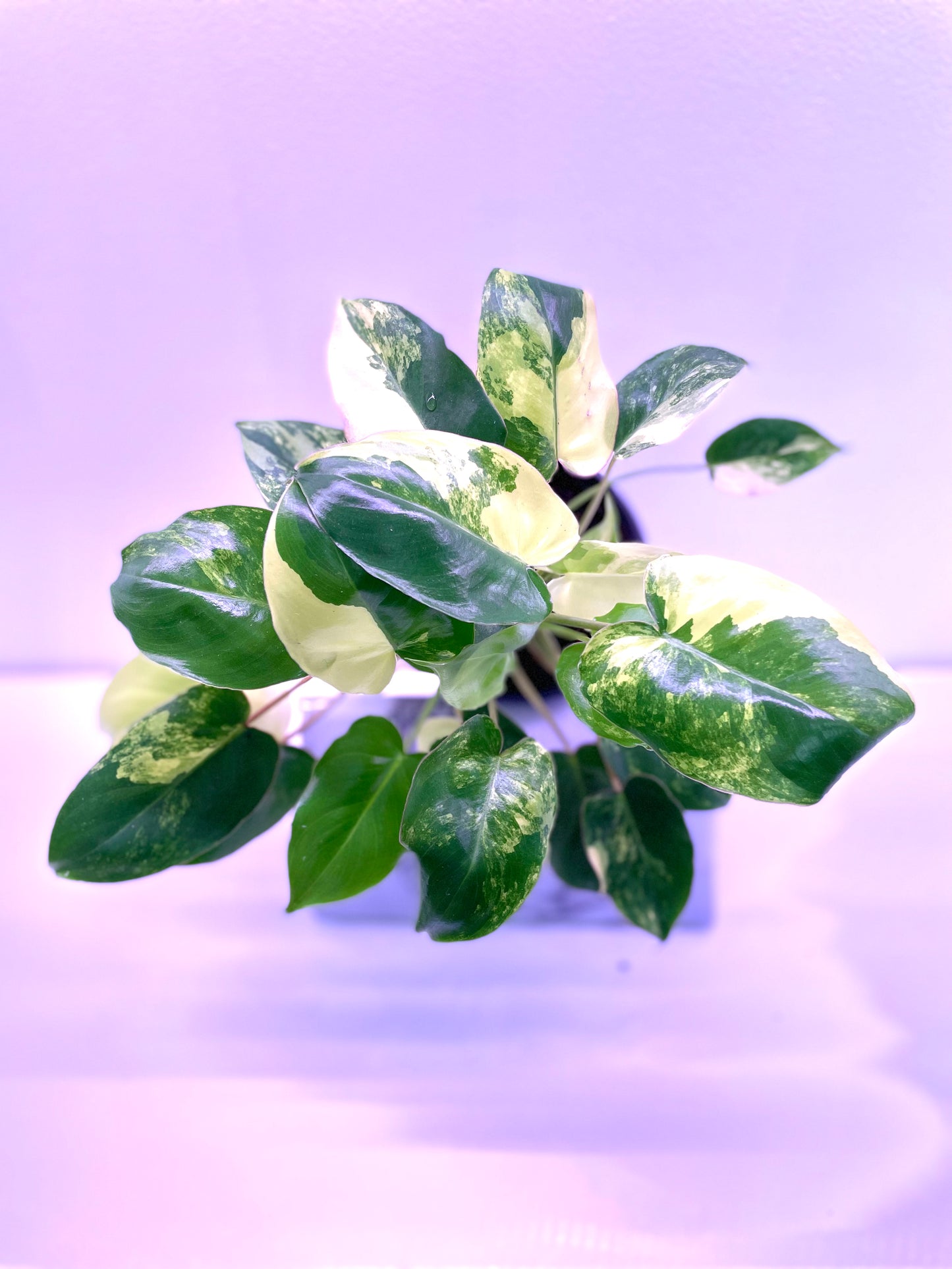 Philodendron Imbe Varagata